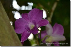 butterfly house (9)