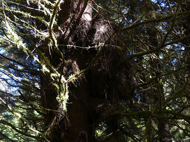 wood rat nest in the tree