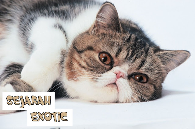 Harga Kucing Exotic Shorthair 2019