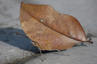 Examples of Camouflage Animal 