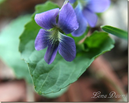Violet_Wild