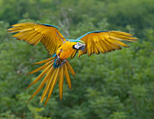 Beautiful,cute  blue and yellow parrot,parrot flying in air,wallpaper,pitcher,images  