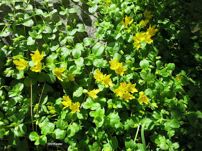 Lysmachia nummularia, creeping Jenny