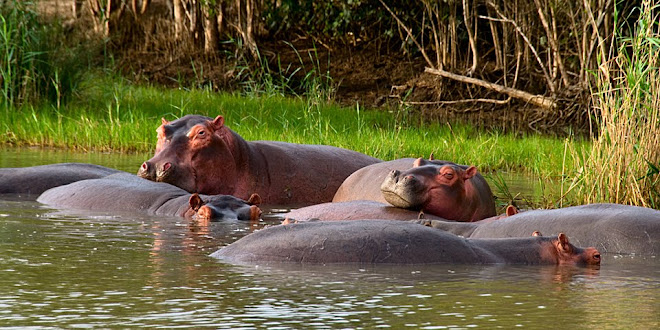 Hippos, iSimangaliso Wetland Park, South Africa © Matt Prater