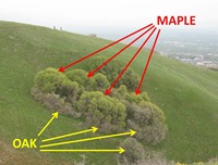 Maple Oak1