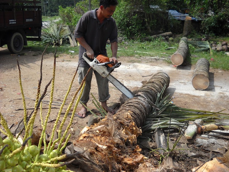 19+ Inspirasi Bata Ng Pokok Kelapa