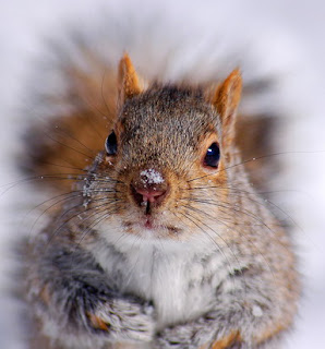 Eastern Gray Squirrel (Sciurus carolinensis)