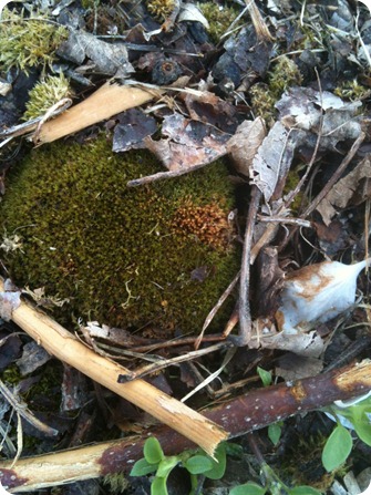 May 2012 Moss