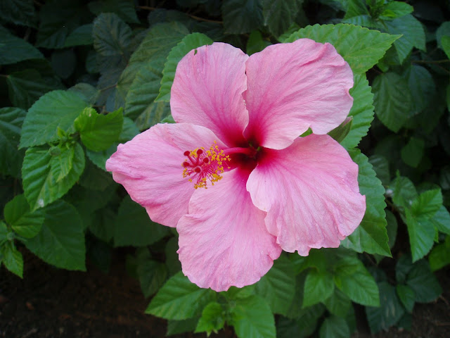 PACÍFICO-Hibiscus-rosa-sinensis