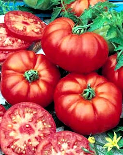 Foto de tomates rojos