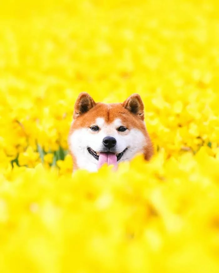 19 Adorable Pictures Of Hatchi, A Shiba Inu Dog That Is The Cutest Flower Boy In Japan