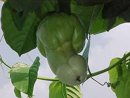 Foto foto buah Aneh dan Erotik