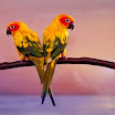 Download Beautiful Photos of Birds