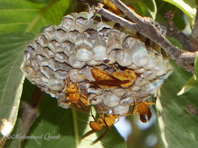 Paper Wasps Nest