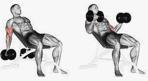 Incline dumbbell curls angle