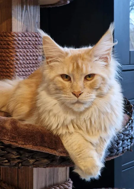 Dolly a dilute red tabby Maine Coon from VivatCoon in Ukraine 2023