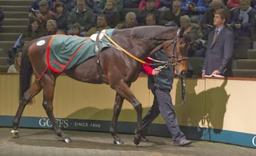 Goffs November Sale: Chicquita venduta al Coolmore per €6 Milioni. La cavalla del dispersal di Paul Makin potrebbe correre ancora nel 2014... Ecco tutti i risultati tra Breeding Stock Sale, Yearlings e Foals con qualche italiano venduto all'estero