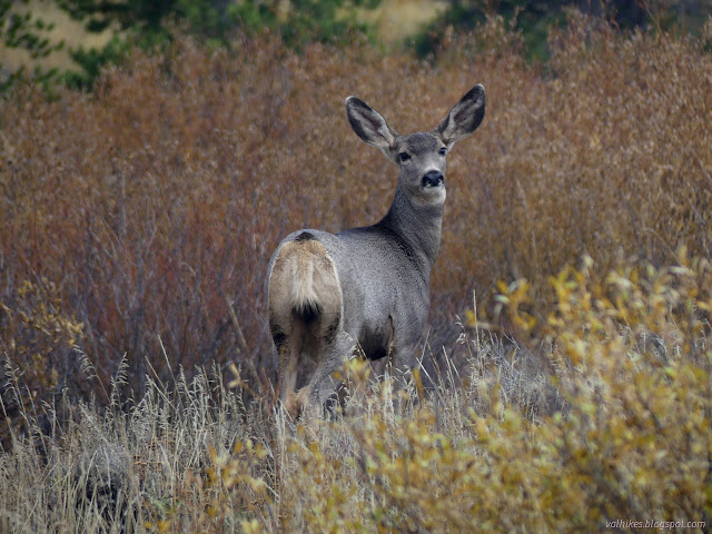 51: big eared deer