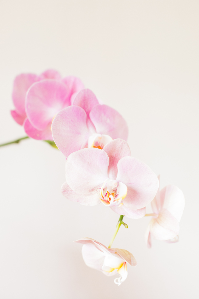 pink minimalist orchids