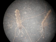 Duas Anopheles vivinhas, adormecidas com clorofórmio, observadas através duma lupa. Em nome da ciência!