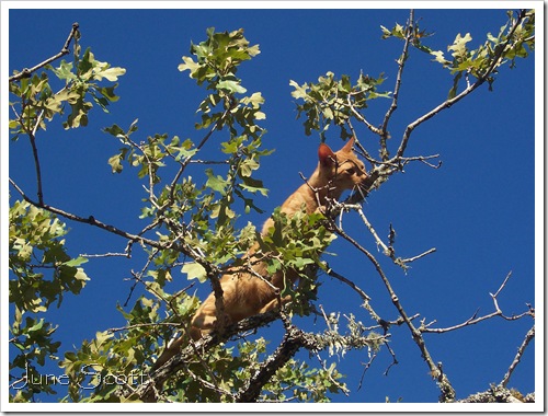 Aslan_Tree