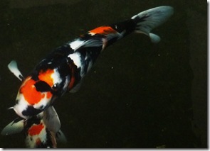 showa koi nishikigoi