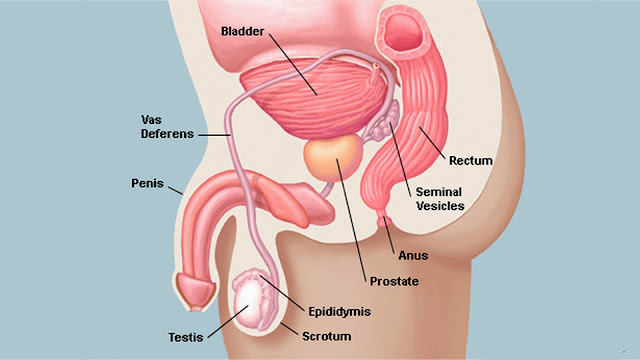 Home Ayurvedic Treatment for Increased Prostate Gland