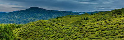 Tea village in Rang Bhang