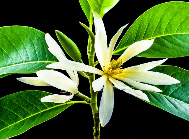 Flonimal Nesia Mitos Mistis Bunga Cempaka Putih 
