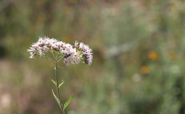 Joe-Pye Weed Flowers