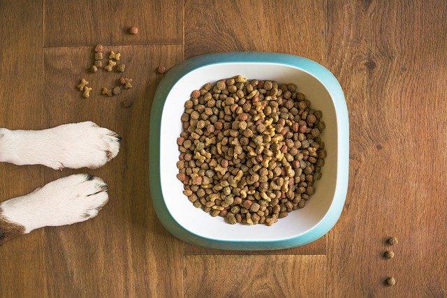 Best Ways To Feed Your Dog