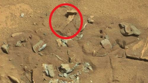 Nasa Says A Thigh Bone Was Not Found On Mars