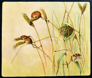Field Mouse illustration image animal artwork download