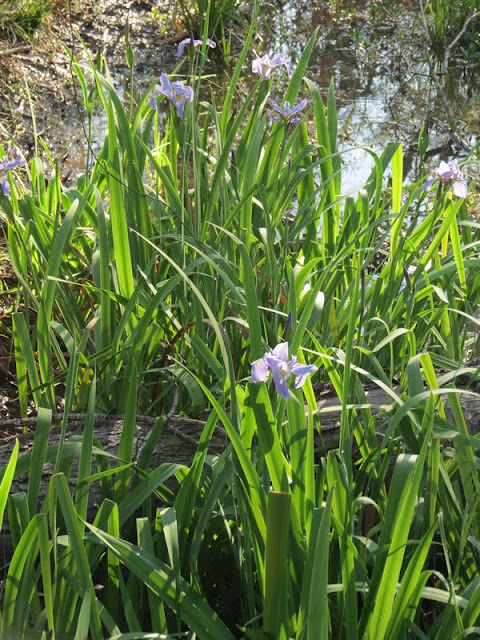 Irises at Armand Bayou Nature Center.