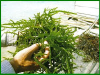 CARA BUDIDAYA RUMPUT LAUT