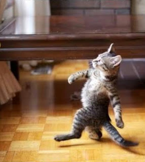 CAT WALKING LIKE A BOSS