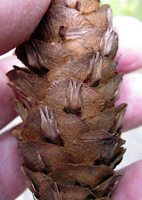 Cone of a douglas fir, Pseudotsuga menzesii, showing the typical shape of the bracts. High Elms Country Park, 4 June 2011.