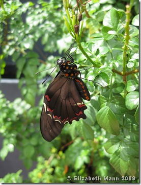 Polydamas Swallowtail (origanal)