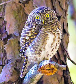 Glaucidium brodiei