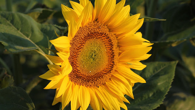 Summer_Flower_Sunflower