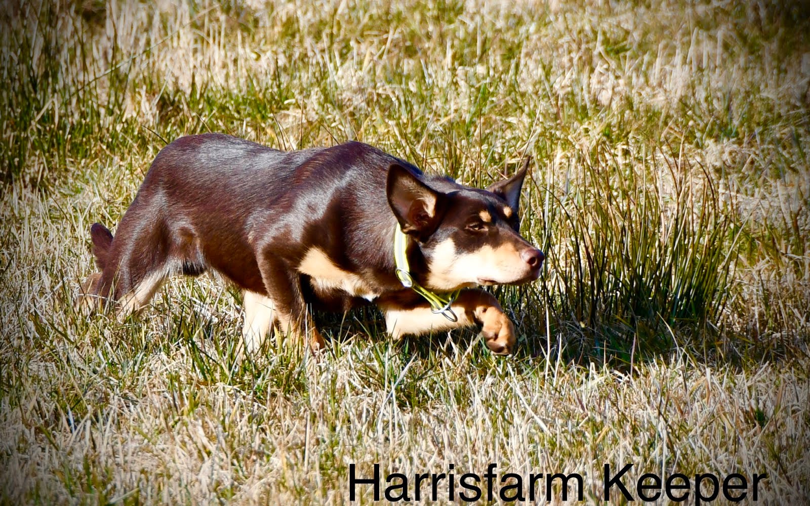 Harrisfarms KEEPER f:2019-08-29