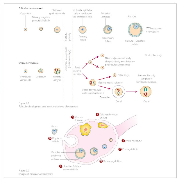 Oogenesis, Ovaries, Puberty, Ovulation, Polar bodies, 