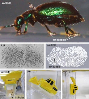 menarik antar molekul yang tidak sejenis Pintar Pelajaran Cara Kumbang Daun Berjalan Di Dalam Air