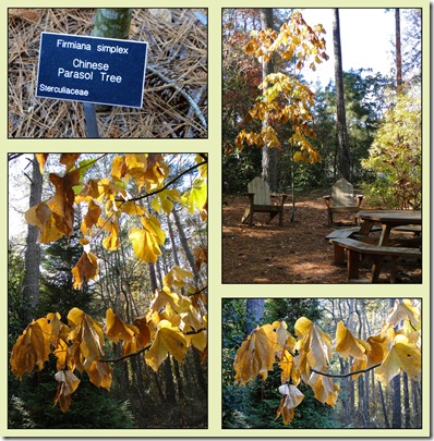 Chinese parasol tree 