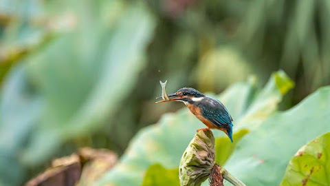 Kingfisher Haunting a Fish on Lake