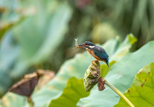 Kingfisher Haunting a Fish on Lake