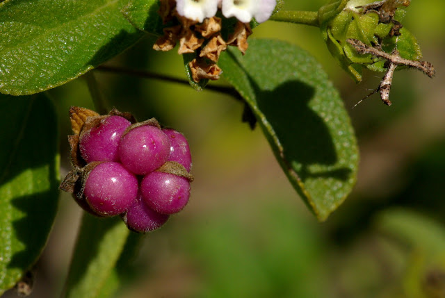 Lantana involucrata