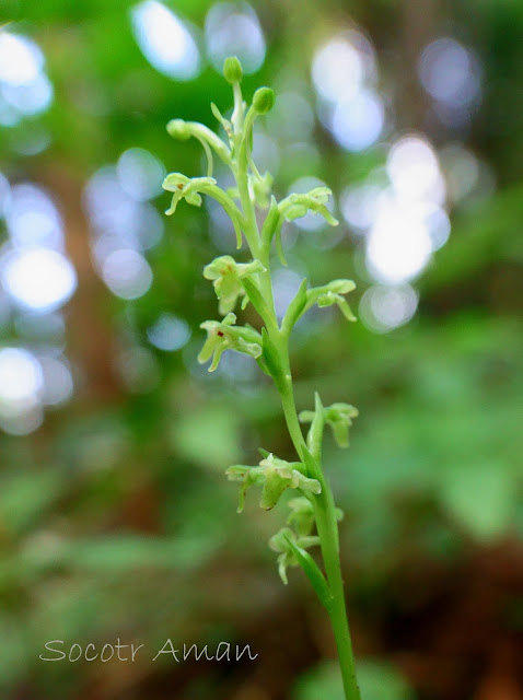 Tulotis ussuriensis