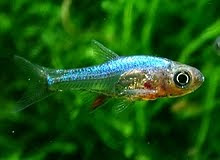 Axelrods Rasbora - Sundadanio axelrodi Fish Types