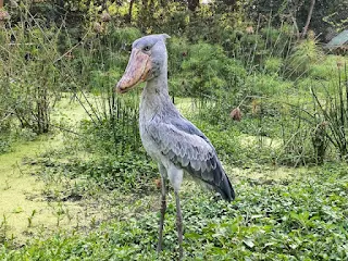 Shoebill stork